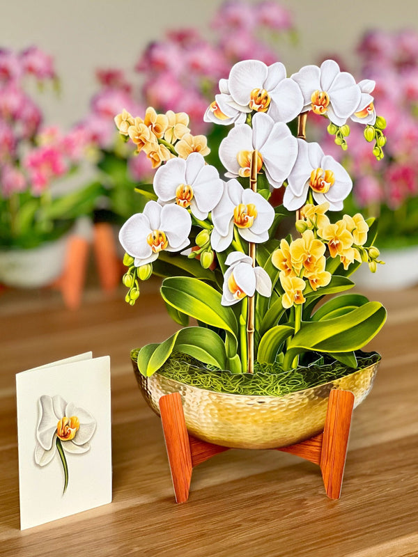 Pop-Up Orchid Plant