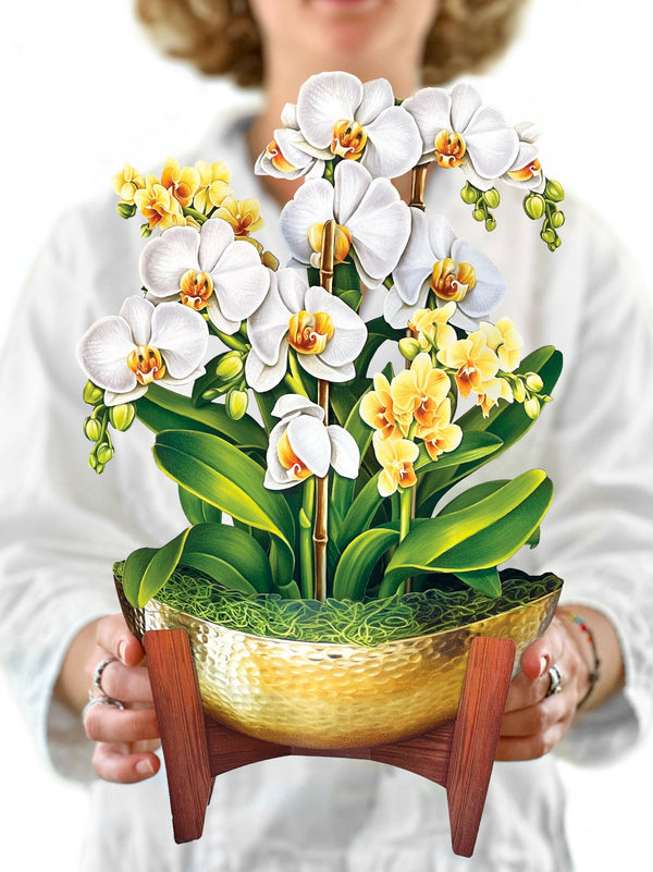 Pop-Up Orchid Plant