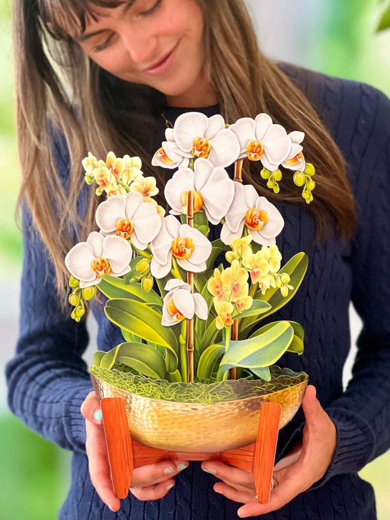 Pop-Up Orchid Plant