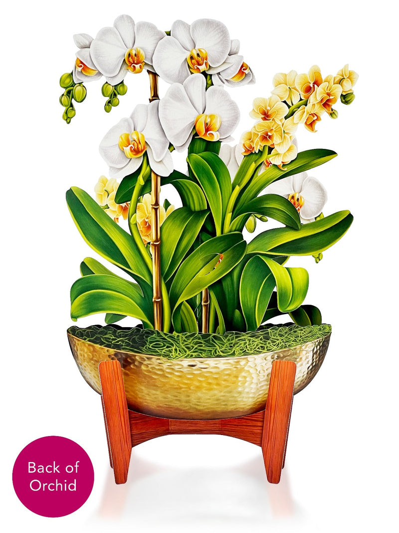 Pop-Up Orchid Plant